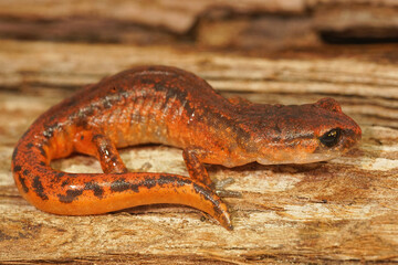 Ensatina eschscholtzii intermediate form