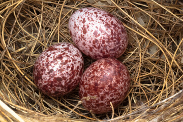 Œufs dans nid d’oiseau 