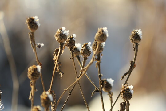 Dry hoarfrost plant heads against blue sky on a clear winter day outdoors close-up. Dry snow-covered plants in winter. Dry frozen flowers pattern.Wig Knapweed or Centaurea phrygia in winter outdoors.