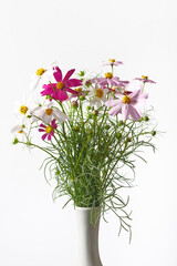 コスモス 白背景