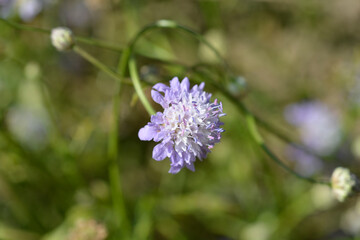 Transylvanian scabious
