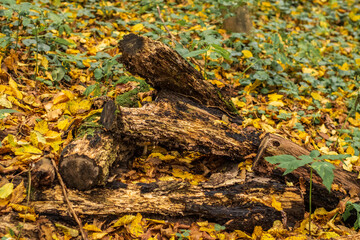 dog in the forest