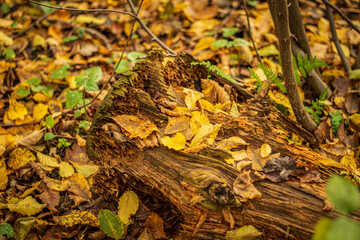autumn leaves in the forest