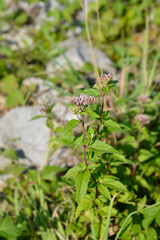 Hemp agrimony