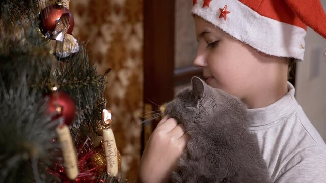 Boy in Red Cap Examine Toys on Christmas Tree together with British Cat on Hands