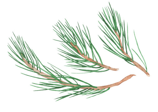 Watercolor illustration of a branch of spruce, pine, fir-tree, isolated plants