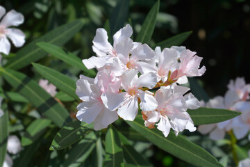 Common oleander