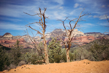 dry tree in the desert
