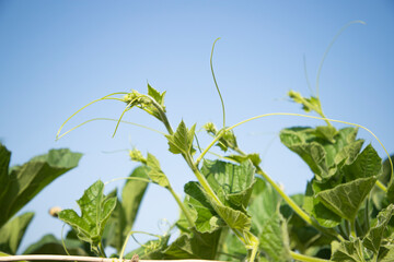 Beautiful view green gourd tree  front parts