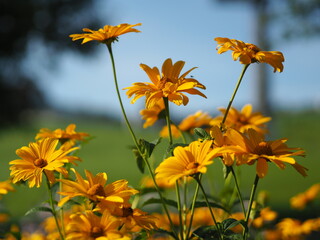 yellow flowers against blue sky