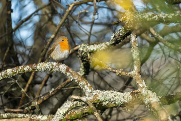 L'oiseau sur sa branche