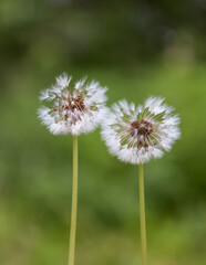 Two blowballs dandelions on a green field background