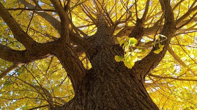 large ginkgo tree in autumn