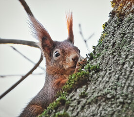 Naklejka na ściany i meble Neugieriges Eichhörnchen im Baum