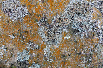 Background of rusty mould and moss on a bark of a tree