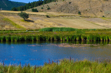 Rice field and hill view.