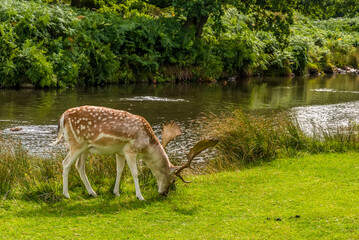 A male fallow deer nibbles on the grass next to the River Lin in Bradgate Park, Leicestershire, UK, during the summer