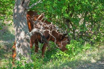 Cow grazing among the trees