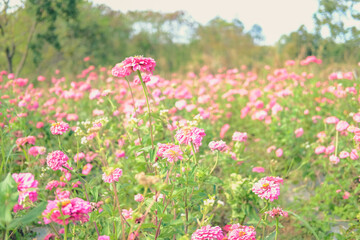 Obraz na płótnie Canvas pink zinnia flower in meadow field