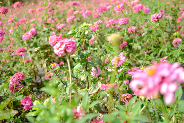 pink zinnia flower in meadow field