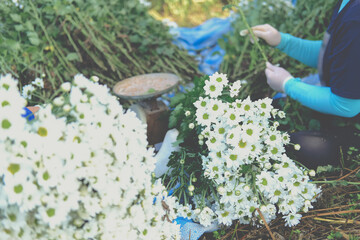 farmer woman arranging chrysanthemum flower for sale in market. flowers delivery business