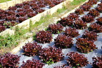 red oak lettuce vegetable plant growing in garden