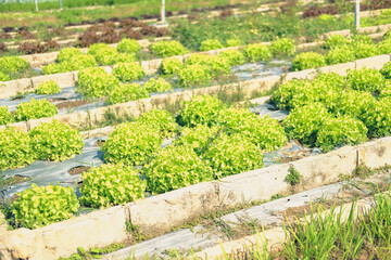 Fototapeta na wymiar green oak lettuce vegetable plant growing in garden