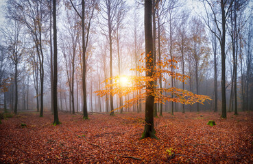 autumn in the forest