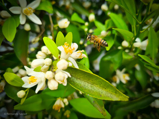 Fototapeta premium Pollinating