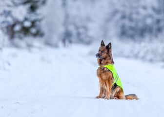 German shepherd dog with reflector