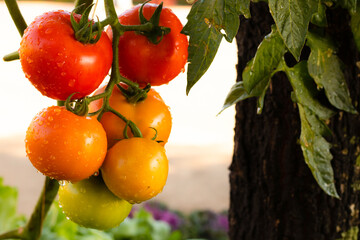 Tomato plantation with many of raw and ripe tomatoes hanging on the plant