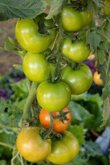 Tomato plantation with many of raw and ripe tomatoes hanging on the plant