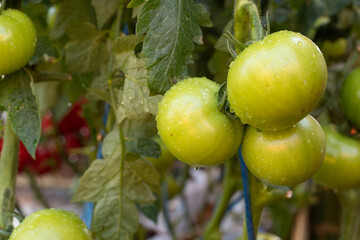 Tomato plantation with many of raw and ripe tomatoes hanging on the plant