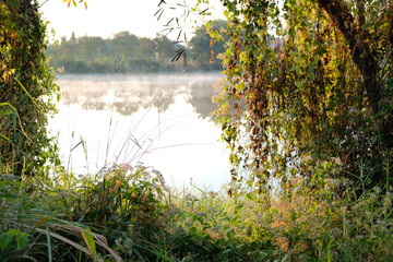 Fototapeta premium grass with fog on pond lake swamp. foggy morning
