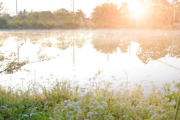 grass with fog on pond lake swamp. foggy morning
