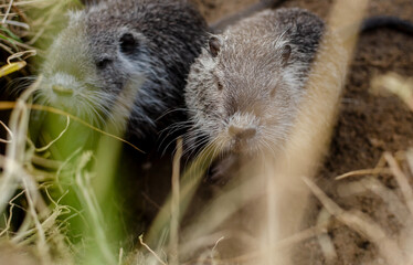two nutrias are sitting