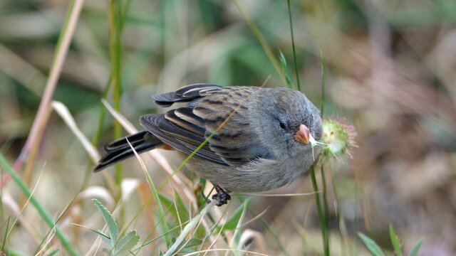Plain-colored Seedeater (Catamenia inornate) eating a wildflower in the Antisana Ecological Reserve, outside of Quito, Ecuador