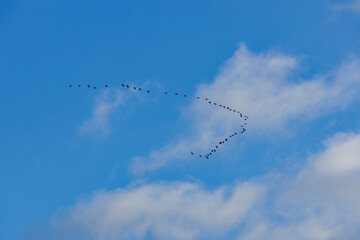 blue sky with migration cranes