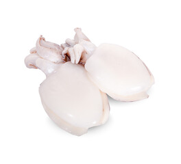 fresh squids on white background
