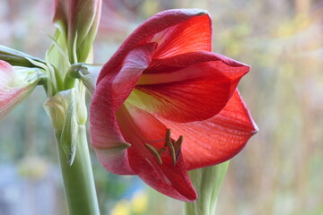 Ritterstern oder Amaryllis, Hippeastrum, blüht im Winter und mit etwas Glück auch Weihnachten.