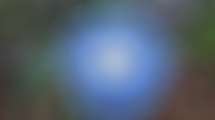 The family of morning glory or (Convolvulaceae) is a family of multicolored flowers.Its predominant member is the 60 genera of morning glory and more than 1,650 species, most of which are herbaceous i