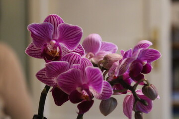 Fototapeta na wymiar Orchidee, Blüte, 