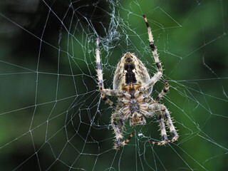 Kreuzspinne,  Araneus