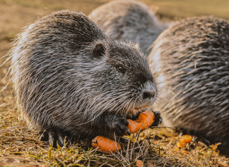 nutria is eating carrot