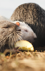 nutria is eating an apple