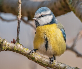 Obraz premium Blaumeise im Baum