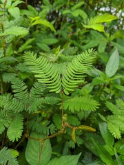 fern leaves