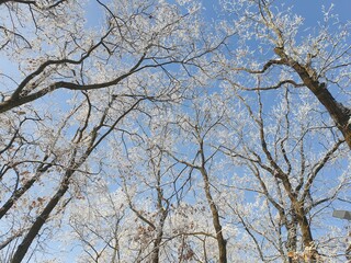 branches against blue sky