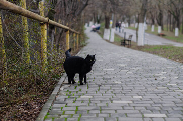 Obraz na płótnie Canvas A black street cat is walking. Homeless cat.