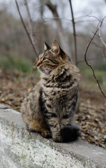 Naklejka na ściany i meble The street cat is walking. Yard spotted cat.